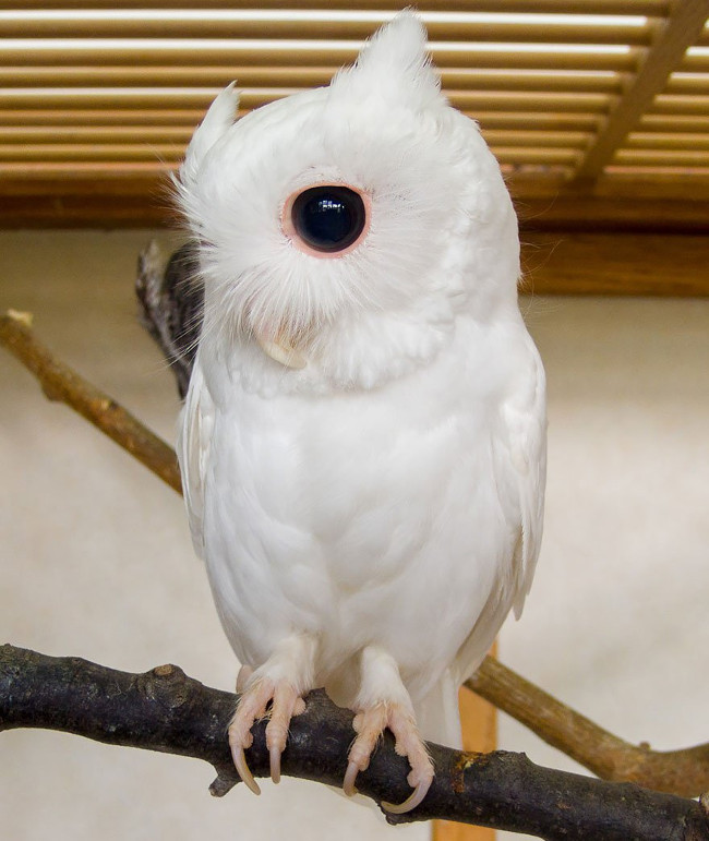 Picture 3 of Impressed by the images of animals with albino disease