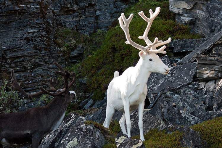 Picture 5 of Impressed by the images of animals with albino disease