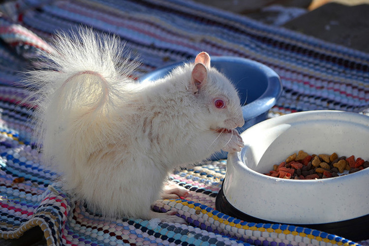 Picture 6 of Impressed by the images of animals with albino disease