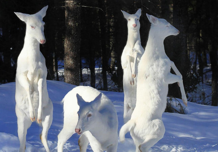 Picture 7 of Impressed by the images of animals with albino disease