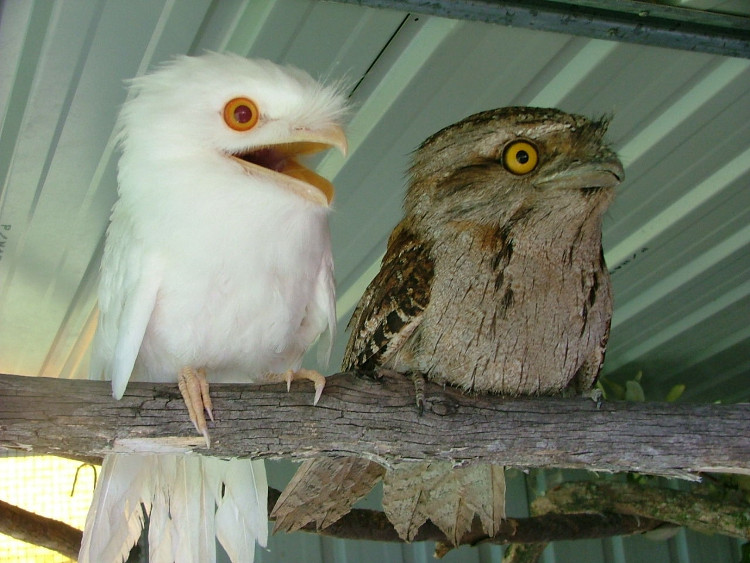 Picture 9 of Impressed by the images of animals with albino disease