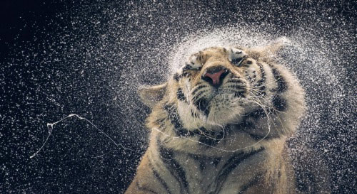 Picture 11 of Impressive animal images in 2013