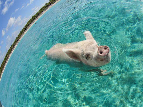 Picture 12 of Impressive animal images in 2013