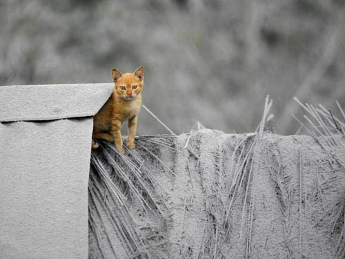 Picture 14 of Impressive animal images in 2013