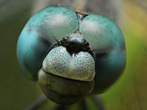 Picture 15 of Impressive animal images in 2013
