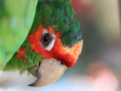 Picture 7 of Impressive animal images in 2013