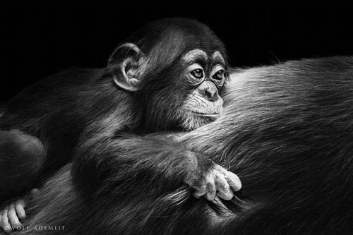 Picture 8 of Impressive animal images in 2013