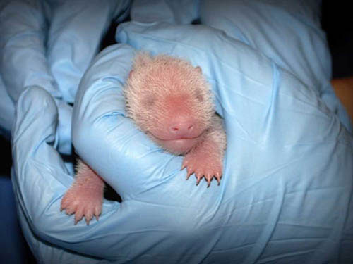 Picture 9 of Impressive animal images in 2013