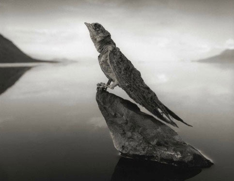 Picture 14 of Impressive environmental images in 2013