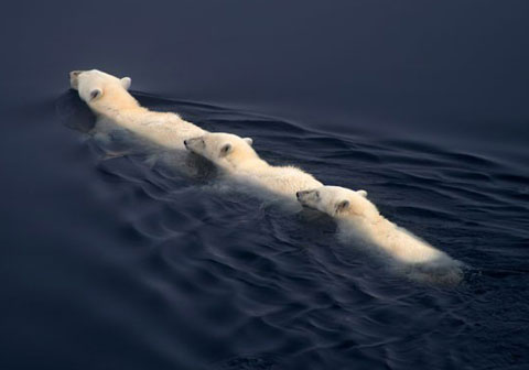 Picture 11 of Impressive moment of animals
