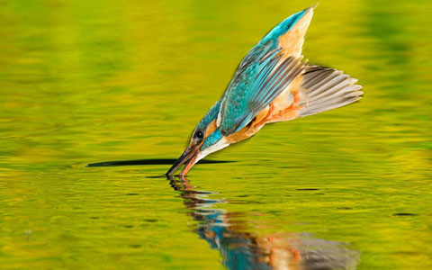 Picture 8 of Impressive moment of animals
