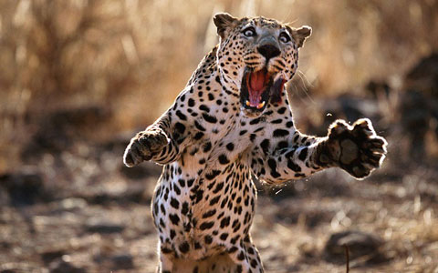 Picture 9 of Impressive moment of animals