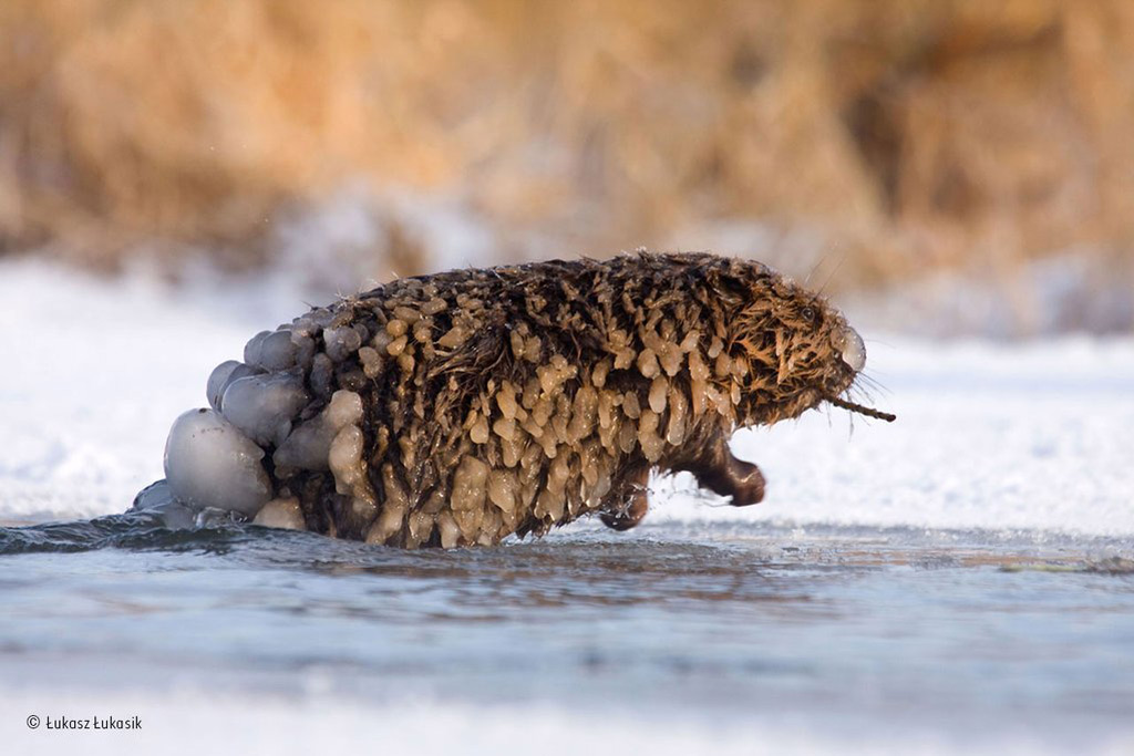 Picture 10 of Impressive nature photos of 2015