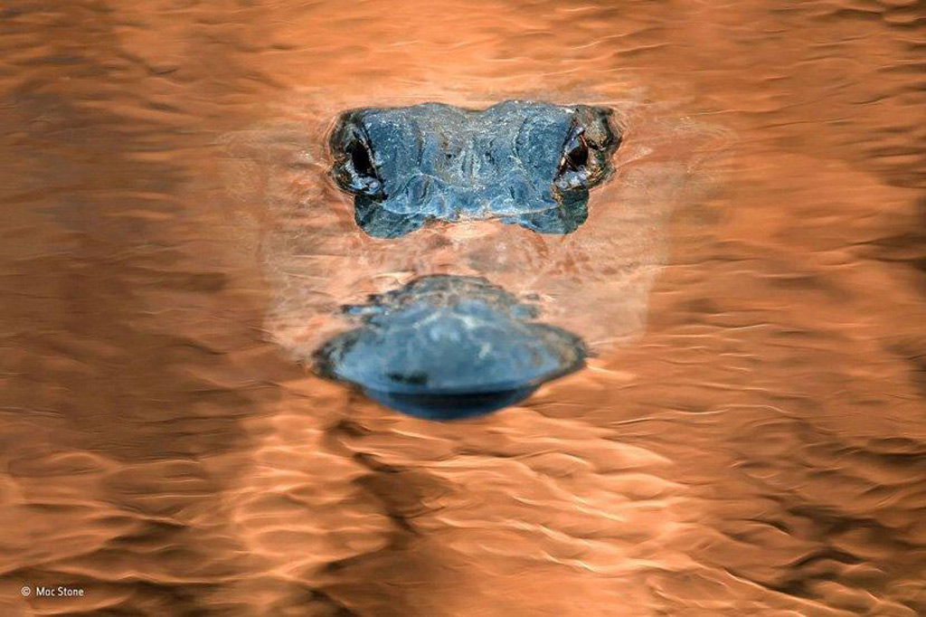Picture 11 of Impressive nature photos of 2015