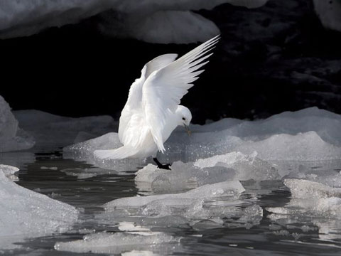 Picture 8 of Impressive photos in the polar region