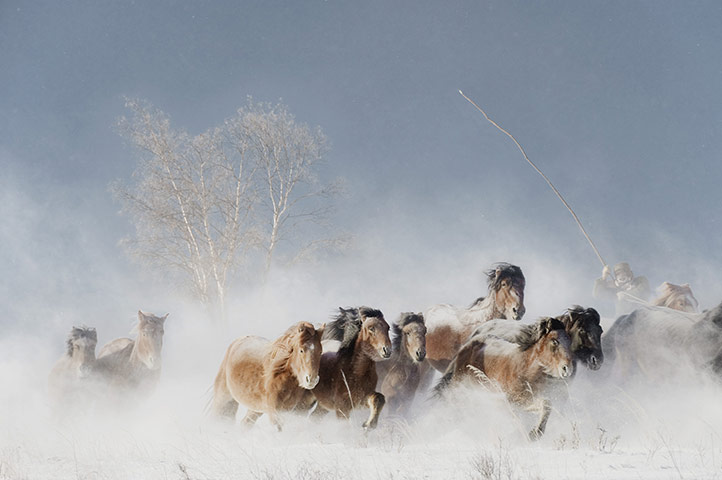 Picture 4 of Impressive photos of animals in the week