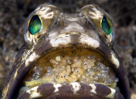 Picture 8 of Impressive photos of underwater animals