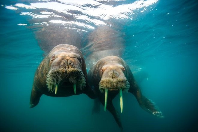 Picture 2 of Impressive sea photos at World Ocean Day