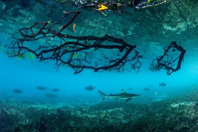 Picture 6 of Impressive sea photos at World Ocean Day