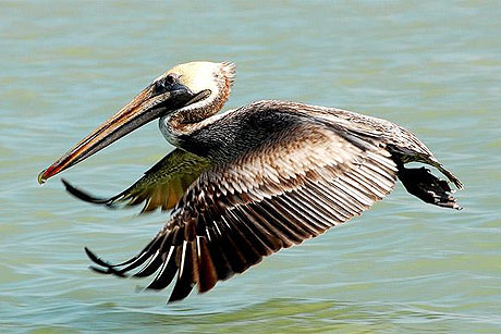 Picture 10 of Impressive to the wild world
