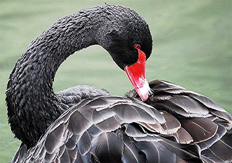 Picture 9 of Impressive to the wild world