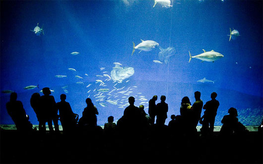 Picture 9 of Impressive underwater structures