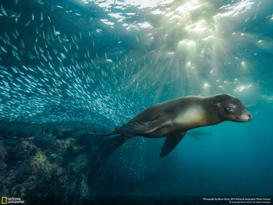 Picture 10 of Impressive wildlife photos set for the 2015 National Geographic competition