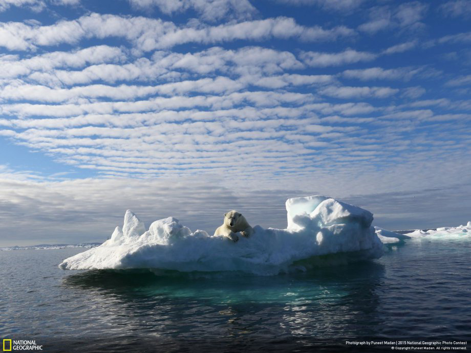 Picture 11 of Impressive wildlife photos set for the 2015 National Geographic competition