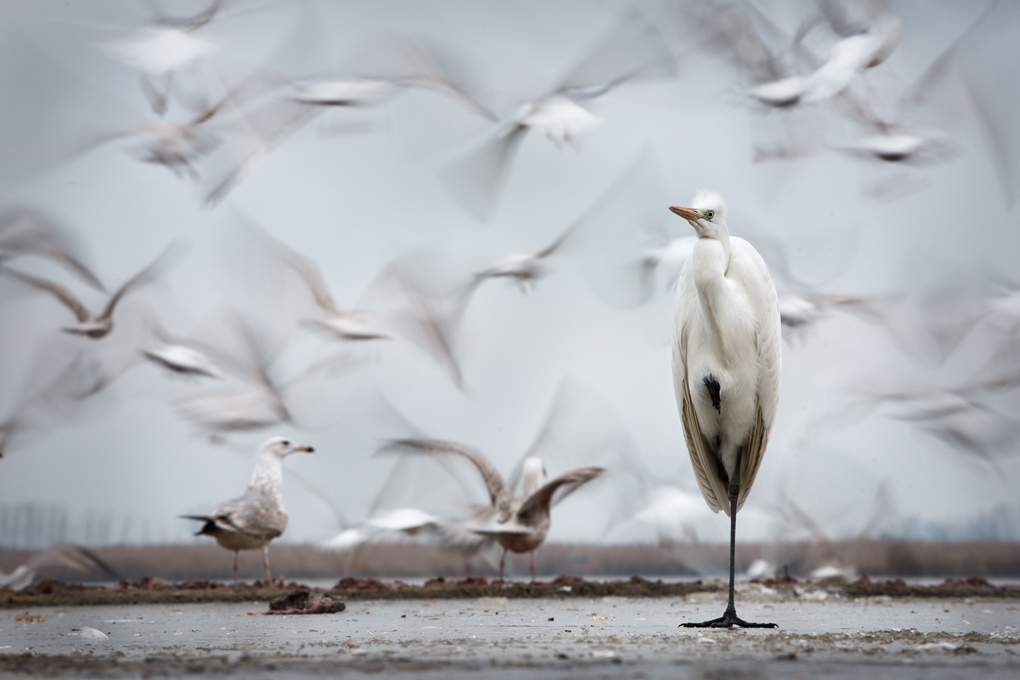 Picture 12 of Impressive wildlife photos set for the 2015 National Geographic competition