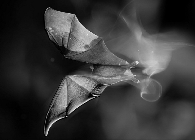 Picture 14 of Impressive wildlife photos set for the 2015 National Geographic competition