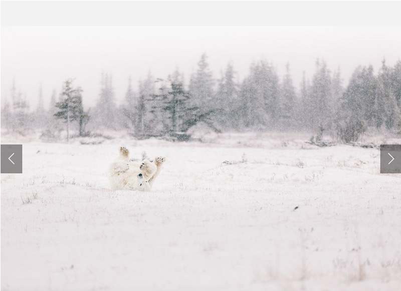 Picture 15 of Impressive wildlife photos set for the 2015 National Geographic competition