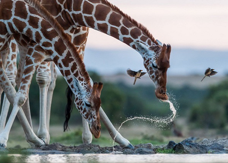 Picture 16 of Impressive wildlife photos set for the 2015 National Geographic competition