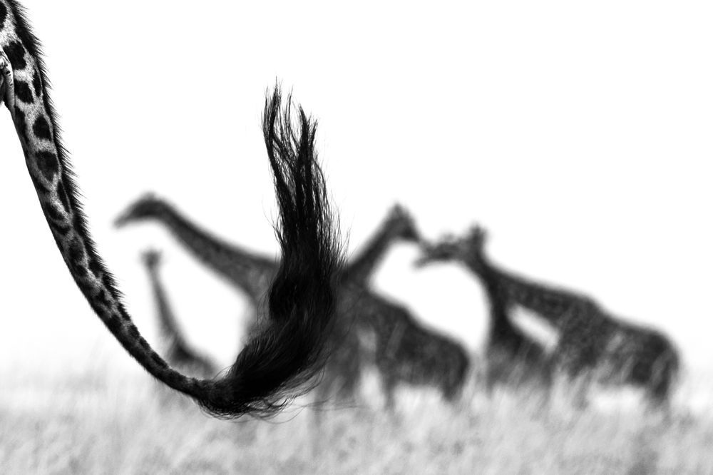 Picture 17 of Impressive wildlife photos set for the 2015 National Geographic competition