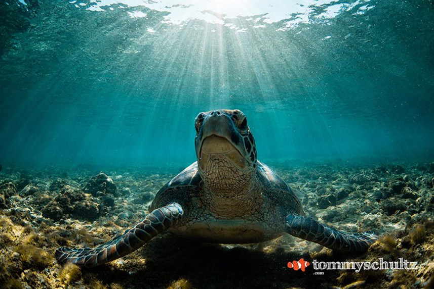 Picture 18 of Impressive wildlife photos set for the 2015 National Geographic competition
