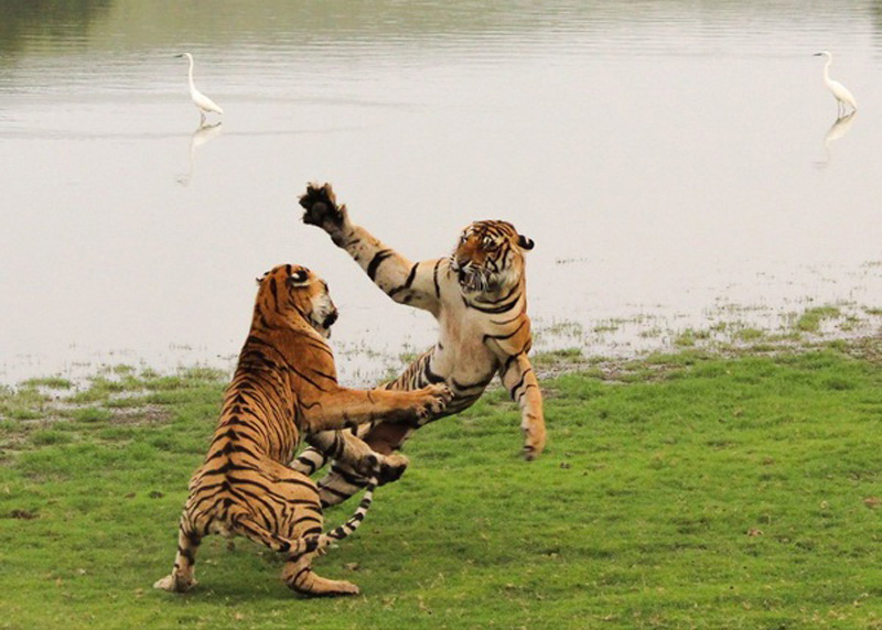 Picture 19 of Impressive wildlife photos set for the 2015 National Geographic competition