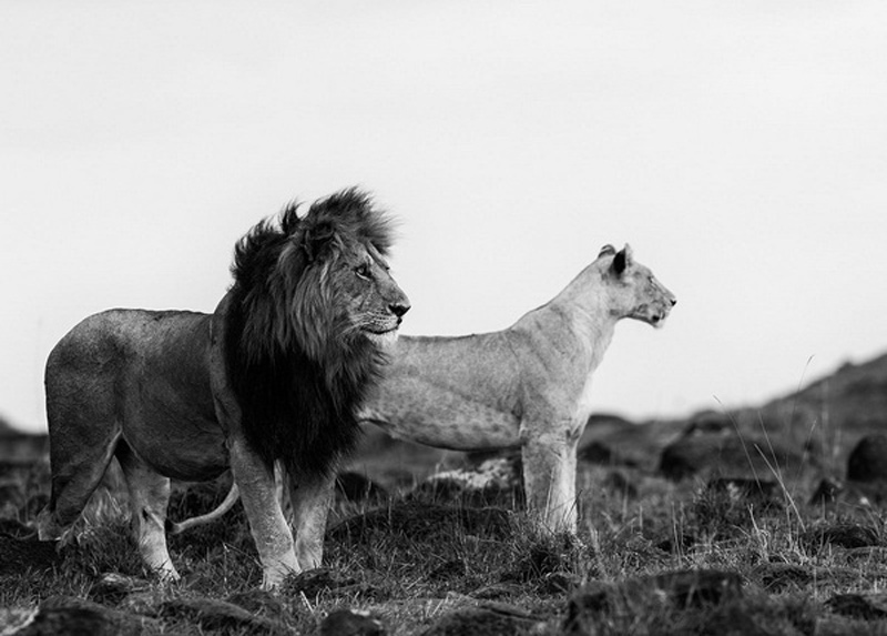 Picture 20 of Impressive wildlife photos set for the 2015 National Geographic competition