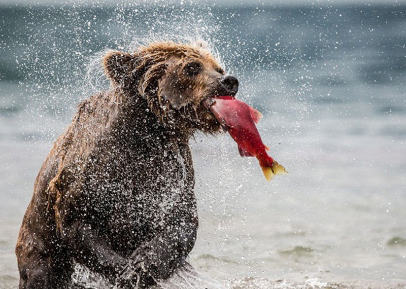 Picture 21 of Impressive wildlife photos set for the 2015 National Geographic competition