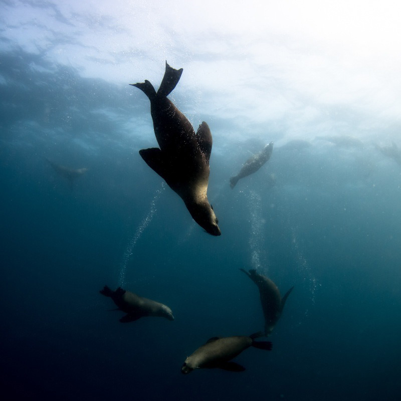 Picture 22 of Impressive wildlife photos set for the 2015 National Geographic competition