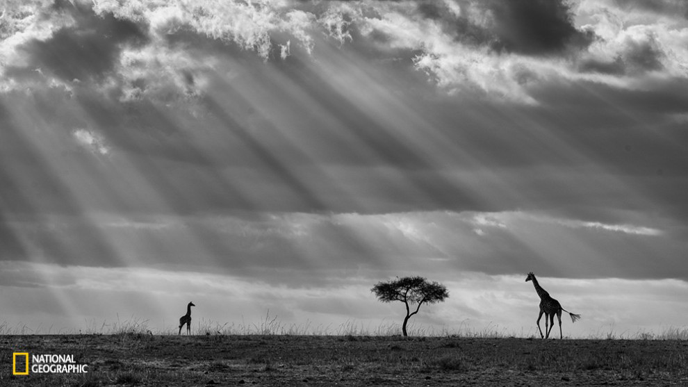 Picture 23 of Impressive wildlife photos set for the 2015 National Geographic competition