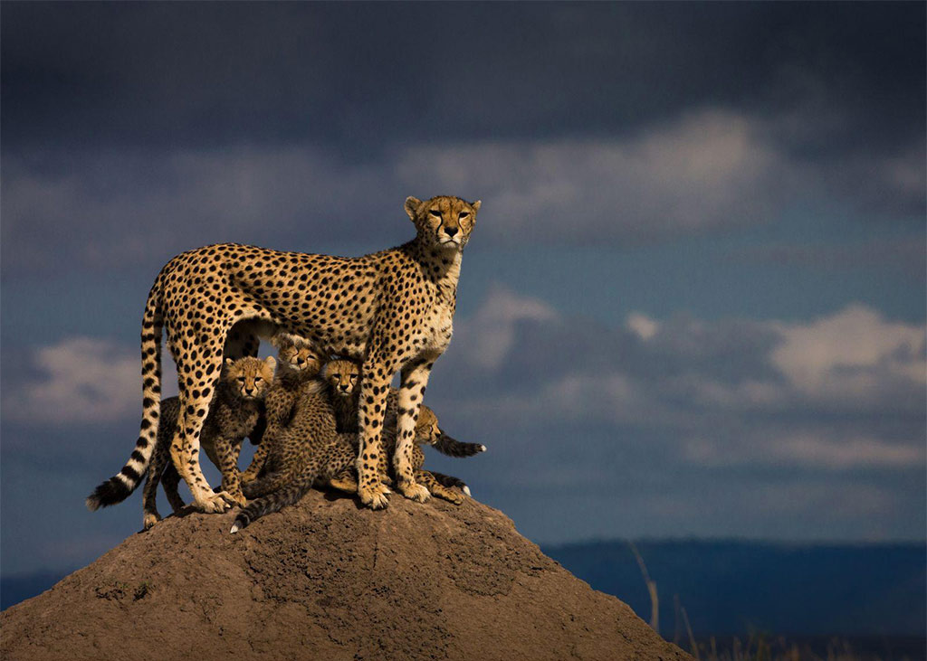 Picture 24 of Impressive wildlife photos set for the 2015 National Geographic competition