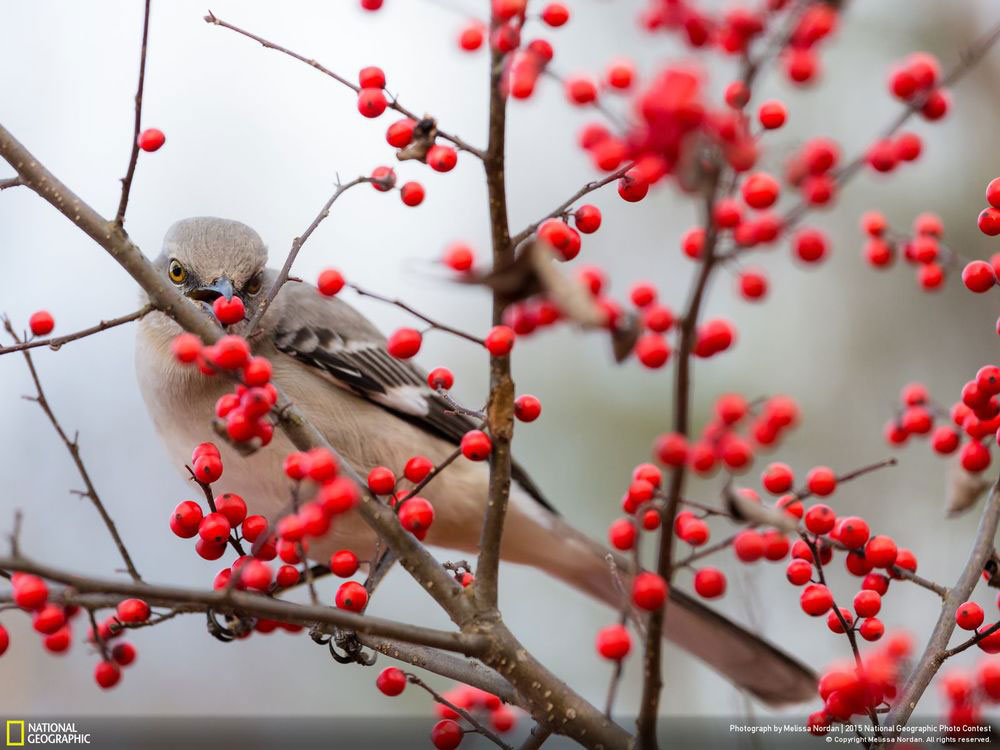 Picture 8 of Impressive wildlife photos set for the 2015 National Geographic competition