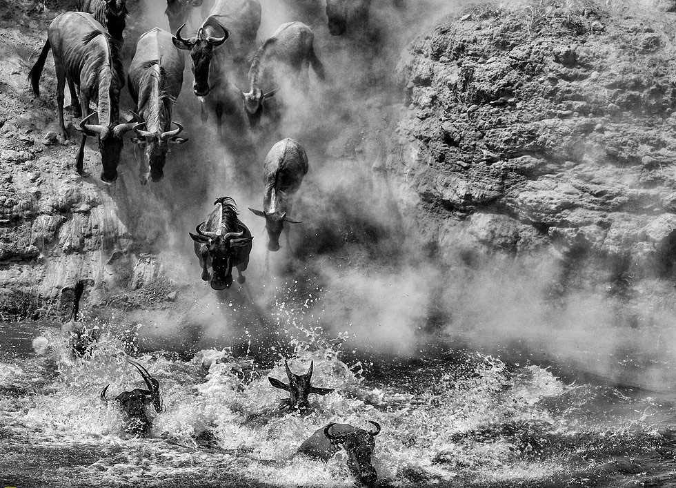 Picture 9 of Impressive wildlife photos set for the 2015 National Geographic competition