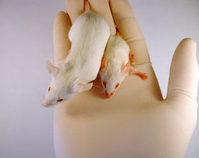 Picture 1 of Improve the birth rate of cloned mice