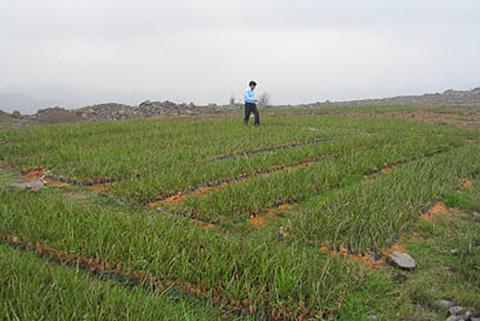 Picture 1 of Improving coal dumps with ... grass