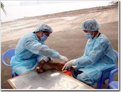 Picture 1 of In 2009, there will be H5N1 vaccine