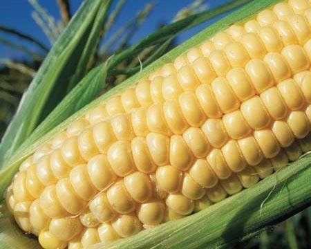 Picture 2 of In 2011 began planting genetically modified plants