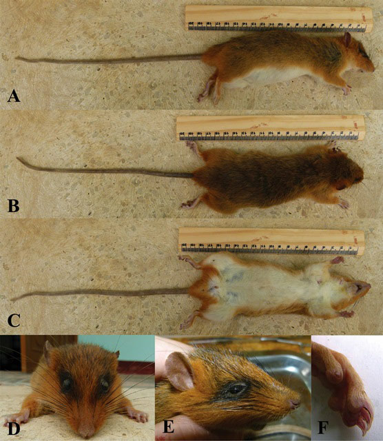 In 2014, Vietnam discovered 126 new species images 1