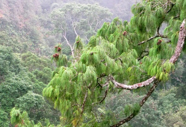 In 2014, Vietnam discovered 126 new species images 2