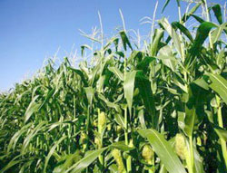 Picture 1 of In 2015, Vietnam will have genetically modified crops