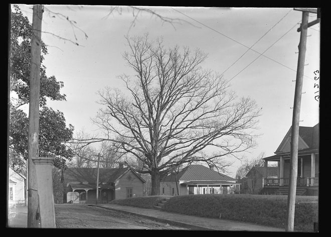 Picture 3 of In America there is an oak tree